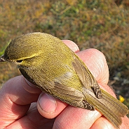 Föregående